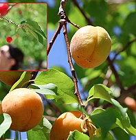 Elazığ'da bereket dönemi