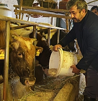 Elazığ'da besicilerin dondurucu soğuklarla mücadelesi