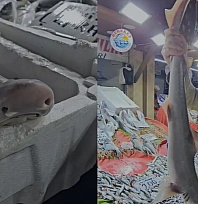 Elazığ'da bu balık ilgi odağı oldu!