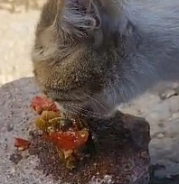 Elazığ'da bu kedi menemene hayır diyemedi