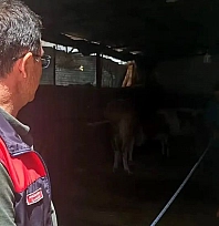 Elazığ'da büyükbaş hayvancılık işletmelerine sıkı denetim