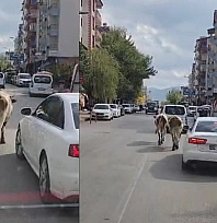 Elazığ'da caddeye çıkan inekler sürücülere zor anlar yaşattı