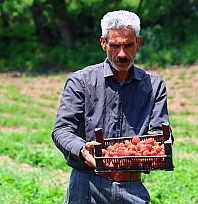 Elazığ'da çilek hasadı başladı