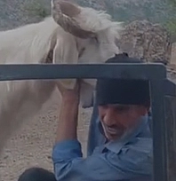 Elazığ'da çobandan sıra dışı hava durumu sunumu