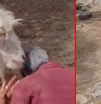 Elazığ'da çobanın 'Kim Yedi?' sorusuna keçiden ilginç yanıt