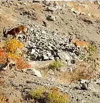 Elazığ'da dağ keçileri sürü halinde görüntülendi