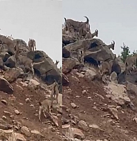 Elazığ'da dağ keçileri sürü halinde görüntülendi