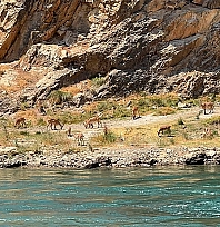 Elazığ'da dağ keçileri sürü halinde görüntülendi