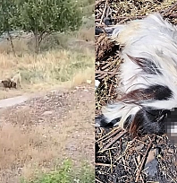 Elazığ'da dehşet anları: Keçi sürüsüne köpek saldırısı