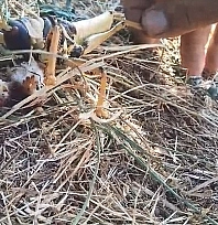 Elazığ'da dev çekirge balık yedi