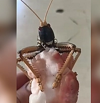 Elazığ'da dev çekirge et yerken görüntülendi