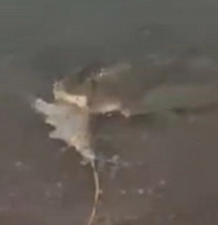 Elazığ'da dev turna balığı yakalandı
