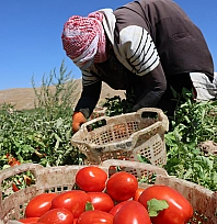 Elazığ'da domates hasadı hız kesmeden sürüyor: 20 bin ton rekolte bekleniyor