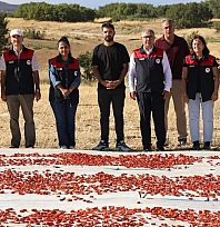 Elazığ'da domates üretimi artıyor, rekolte yükseliyor