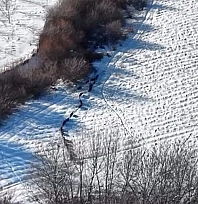Elazığ'da domuz sürüsü görüldü