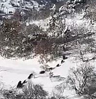 Elazığ'da domuz sürüsü görüldü