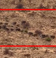 Elazığ'da domuz sürüsü görüntülendi