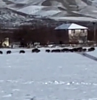 Elazığ'da domuz sürüsü kamerada
