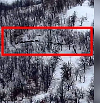 Elazığ'da domuz sürüsü kameraya yansıdı