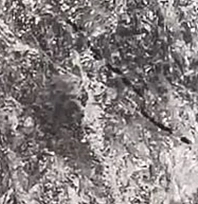 Elazığ'da domuz sürüsü köy yakınlarında görüntülendi