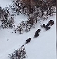 Elazığ'da domuzlar dron takibinde