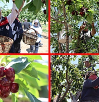Elazığ'da donu unutturan kiraz hasadı