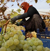 Elazığ'da donun vurduğu üzümde rekolte yüzde 80 düştü
