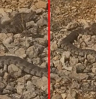 Elazığ'da engerek yılanı görüntülendi