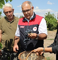 Elazığ'da erkenci üzüm hasadı başladı