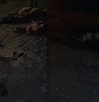 Elazığ'da facia! Koyun sürüsüne kamyonet çarptı: 30 koyun telef oldu