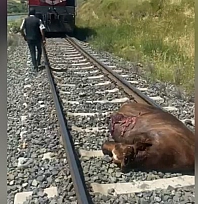 Elazığ'da feci kaza! Trenin çarptığı inek telef oldu