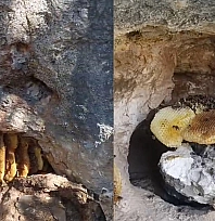 Elazığ'da görenler hayret ediyor