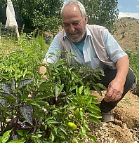 Elazığ'da görenler şaşkına döndü: Bahçesinde mor biber yetiştiriyor