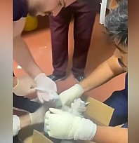 Elazığ'da hastanede bu kez hasta değil kedi tedavi edildi