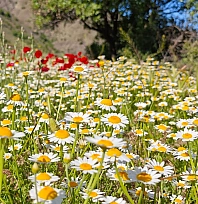 Elazığ'da hava bugün nasıl olacak? (06.08.2026)