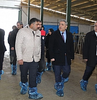Elazığ'da hayvancılık altyapısı yerinde incelendi