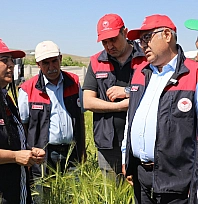 Elazığ'da hububat alanlarında Süne Nimf çalışması