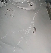 Elazığ'da iki tilkinin kavgası güvenlik kamerasına yansıdı