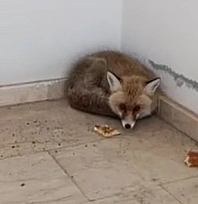 Elazığ'da ilginç anlar! Okulun içine tilki girdi