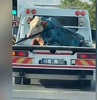 Elazığ'da ilginç anlar!