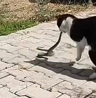 Elazığ'da ilginç kavga!
