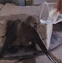 Elazığ'da insanlık ölmemiş dedirten davranış