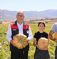 Elazığ'da kabak hasadı başladı! Üretimde artış bekleniyor