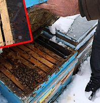 Elazığ'da kar yağışı arıcılara umut oldu