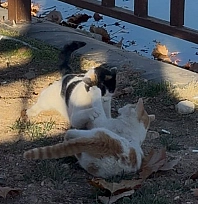 Elazığ'da kavga eden kedilerin sarılarak barışması sosyal medyada gülümsetti