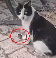 Elazığ'da kedi yakaladığı fareyle oynarken görüntülendi