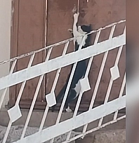 Elazığ'da kediden inanılmaz hamle