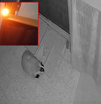 Elazığ'da kedilerin mamasını yiyen porsuğu uzaklaştırmak için alarm sistemi kurdu