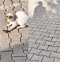 Elazığ'da Kedinin fareyle oyunu