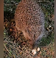 Elazığ'da kirpinin fıstık keyfi